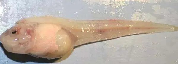 马里亚纳海沟底部是不是也有鱼类在生存？