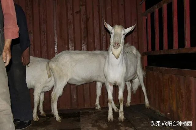 饲养关中奶山羊需要注意什么？