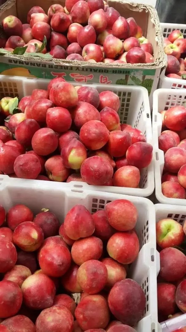 明天就到新疆石河子了，石河子有什么美食和旅游景点推荐？