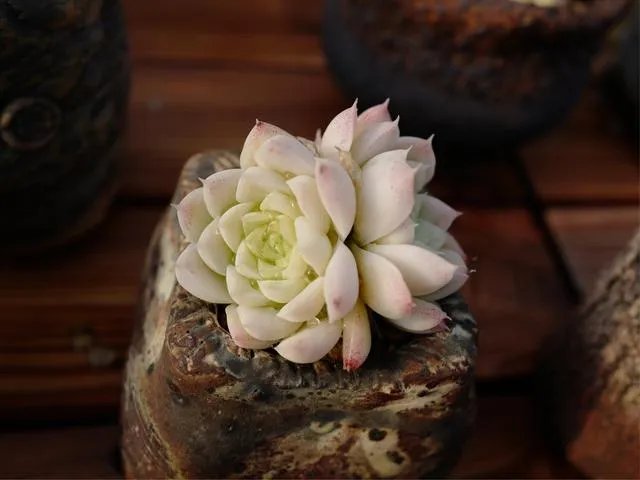 苹果离职的老将一般都会选择加入怎样的新公司？