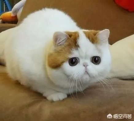 海航将允许旅客付费带宠物进客舱，你介意坐飞机的时候机舱有条狗狗吗？