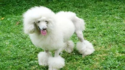 养巨贵要注意什么