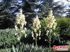 500万像素仅1K9 超强拍照机行水价格PK