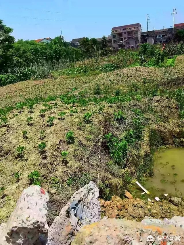 拆迁征地上种菜被推平，大妈报警维权要求赔偿被拒绝，怎么办？