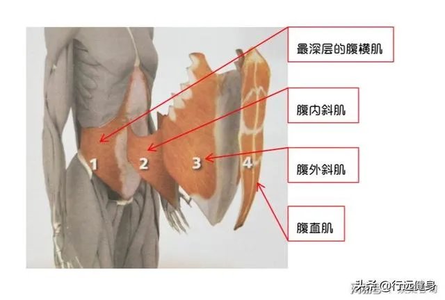 如何锻炼上腹肌？