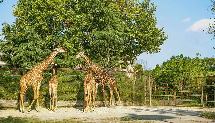 郑州动物园门票 郑州动物园门票多少钱一个人