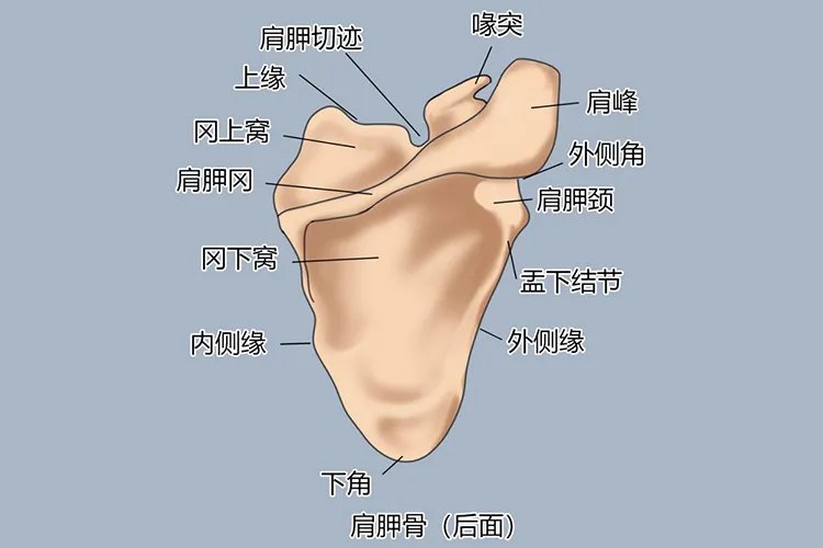 正常人的肩胛骨图