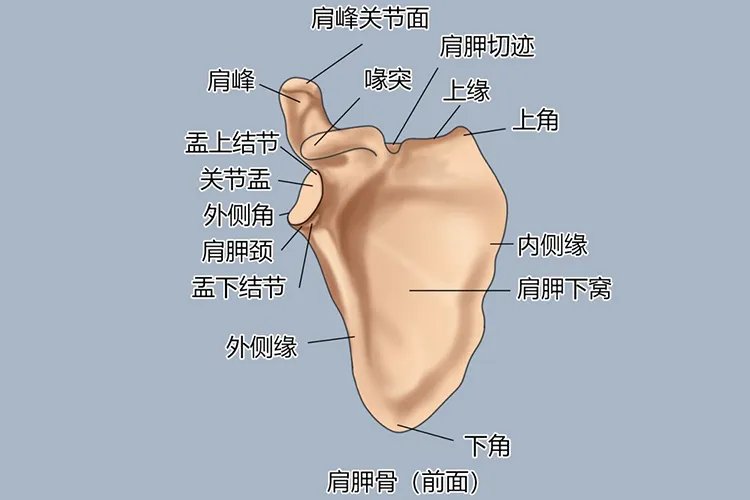 正常人的肩胛骨图