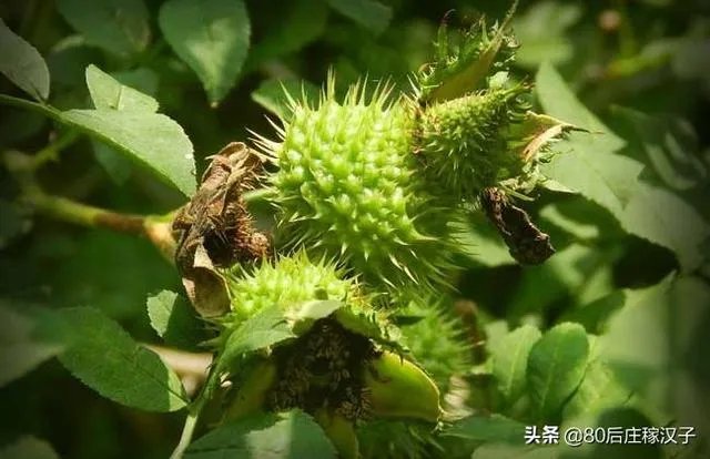 野生刺梨怎样种植？