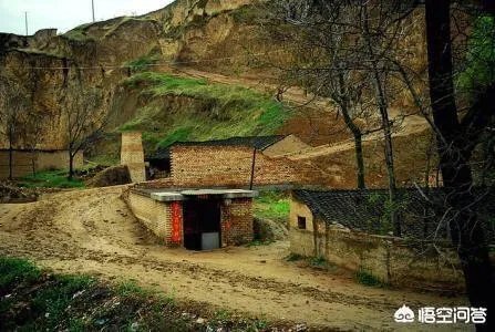 有人说苗木的行情不好，是真的吗？