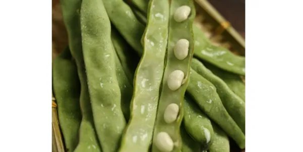 九月青豆角产在哪里