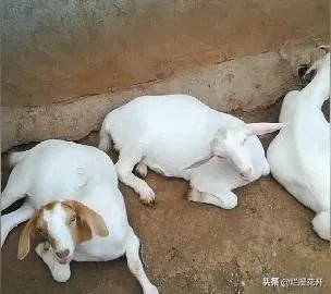 养羊回成太慢，能不能再做点别的来维持生活呢？