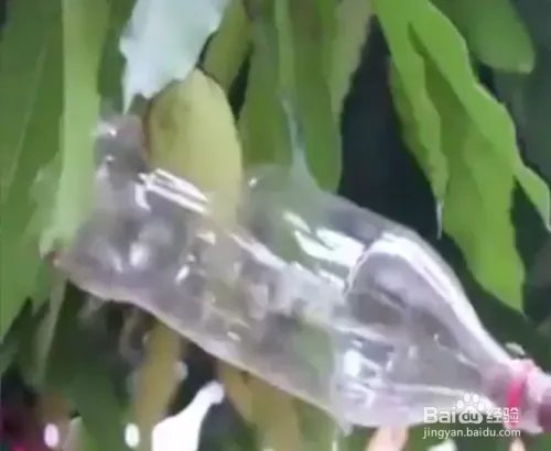 怎么用空的可乐瓶制作采果器