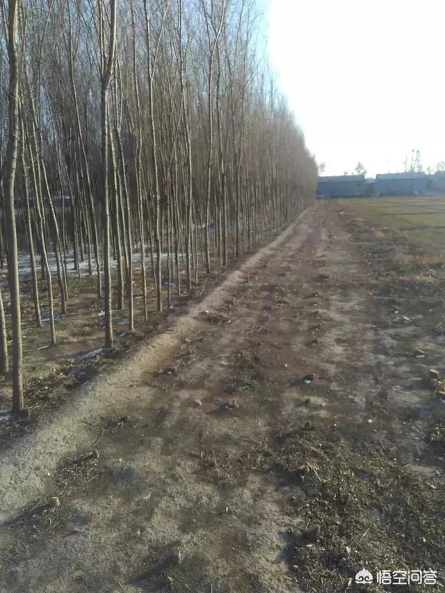 有人说苗木的行情不好，是真的吗？