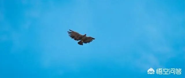 姜文的《让子弹飞》有什么寓意？