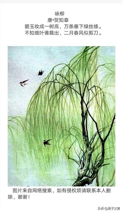 “不知细叶谁裁出，二月春风似剪刀”描写的什么美景？