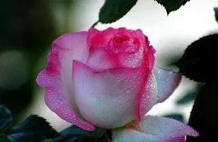 挖了几株月季牡丹就被刑拘了吗？