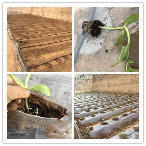 蔬菜栽培技术全套教程？