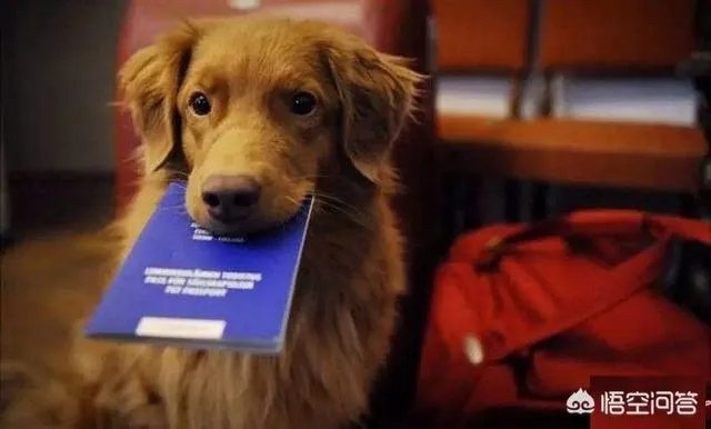 海航将允许旅客付费带宠物进客舱，你介意坐飞机的时候机舱有条狗狗吗？