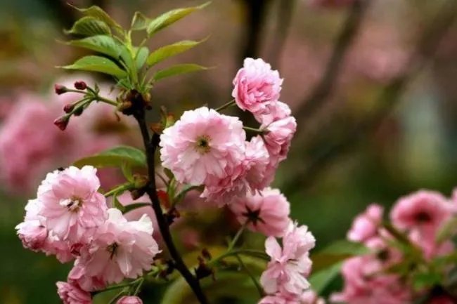 成都有哪些著名的樱花观赏地？