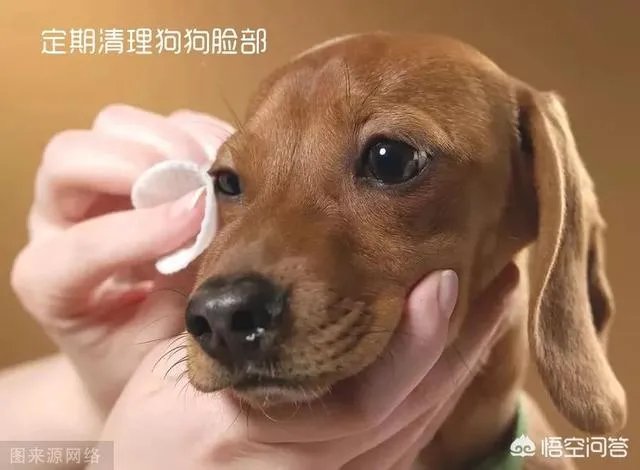 狗狗泪痕怎么解决？