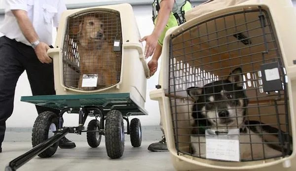 海航将允许旅客付费带宠物进客舱，你介意坐飞机的时候机舱有条狗狗吗？