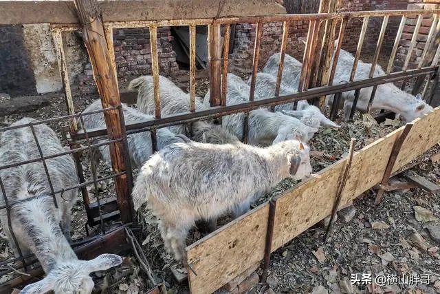 养羊回成太慢，能不能再做点别的来维持生活呢？