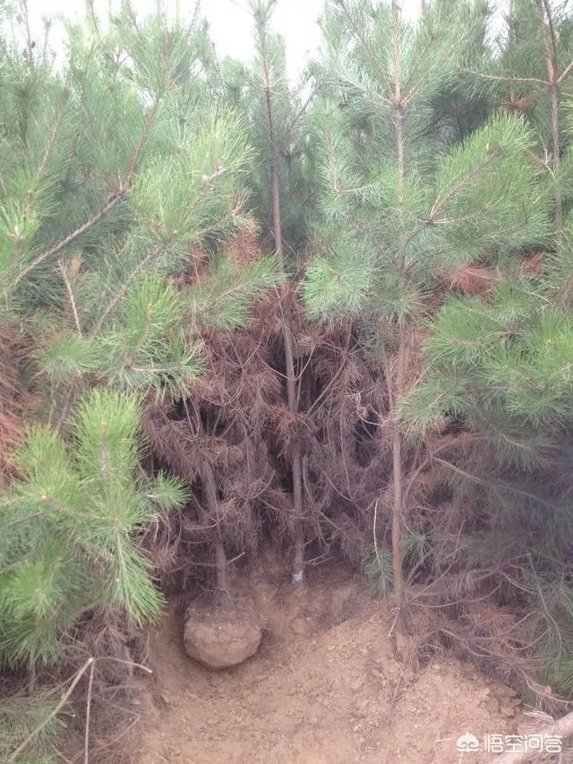 有人说苗木的行情不好，是真的吗？