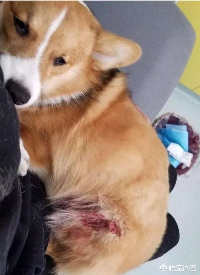 可怜的柯基被摔死，道歉有用吗？