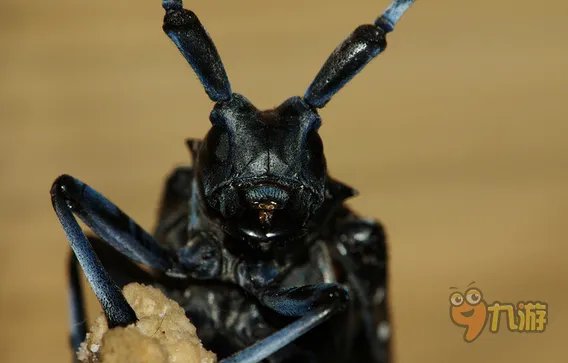 《梦三国》新皮肤主播走光 惊艳堪比AV