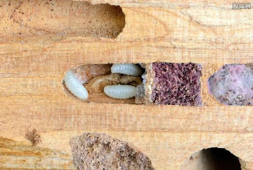 菲律宾挖出巨型黑船蛆 太重口味胆小慎点（图）