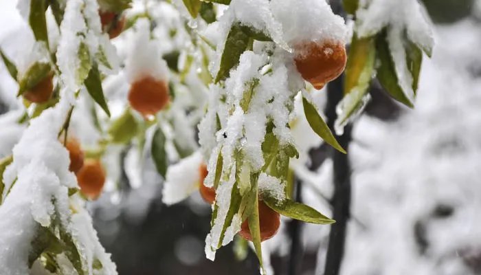 2021年什么时候进九出九 2021年数九第一天是几月几号