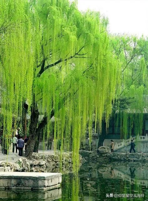 “不知细叶谁裁出，二月春风似剪刀”描写的什么美景？