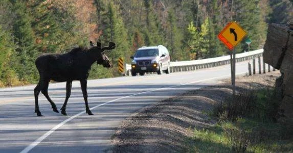 荣乌高速惊现鸵鸟狂奔，车辆纷纷避让，它不停变道狂奔存在哪些安全隐患？