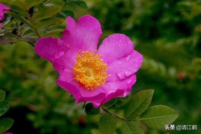 野生刺梨怎样种植？