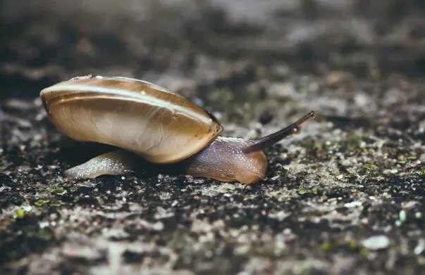 雨后不少蜗牛爬到水泥墙上是在做什么 雨后为什么蜗牛会爬墙上