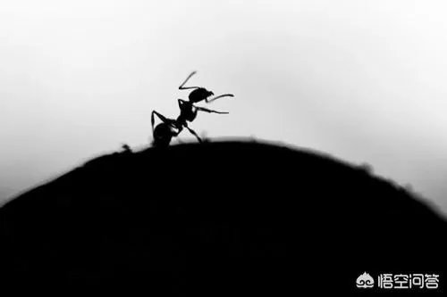 你最喜欢张楚的什么歌？