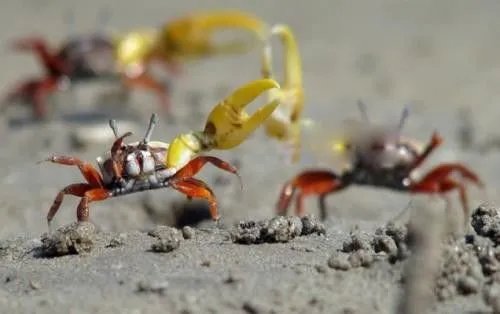 巨招潮蟹的介绍 四角招潮蟹是其中的一个品种