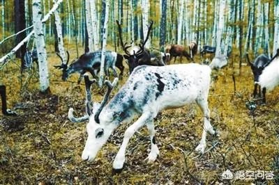 115只荷兰驯鹿抵达内蒙古，用于繁衍本土种群，你怎么看？