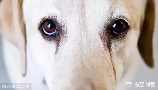 狗狗泪痕怎么解决？