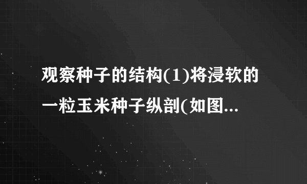 观察种子的结构(1)将浸软的一粒玉米种子纵剖(如图),在剖面滴上碘液后,变蓝的部位是图中的[    ]________。(2)请观察如图中的菜豆种子:⑩是______,⑧是________。