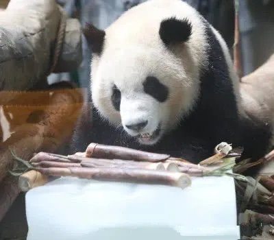 最年长熊猫迎38岁，皮毛厚重的大熊猫该如何安然度夏？