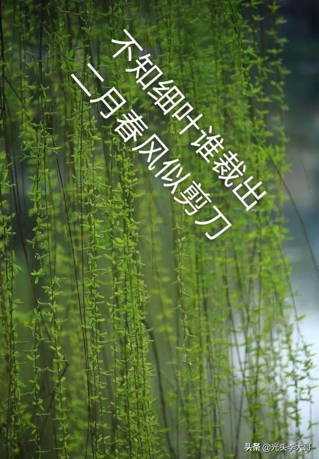 “不知细叶谁裁出，二月春风似剪刀”描写的什么美景？