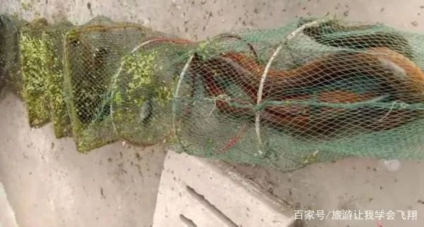 一斤以上的野生大黄鳝通常要长多少年？