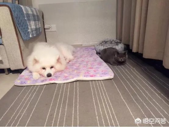 狗狗泪痕怎么解决？