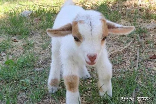 养羊回成太慢，能不能再做点别的来维持生活呢？