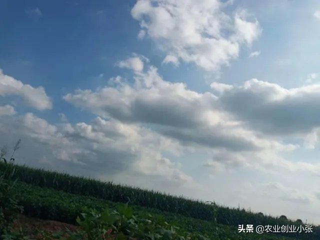 养羊回成太慢，能不能再做点别的来维持生活呢？