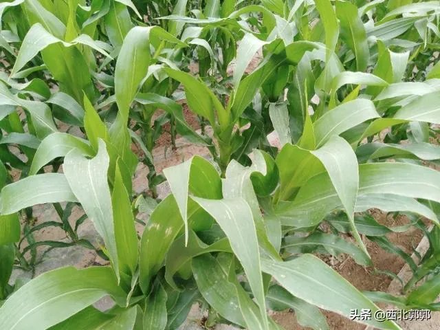 养羊回成太慢，能不能再做点别的来维持生活呢？