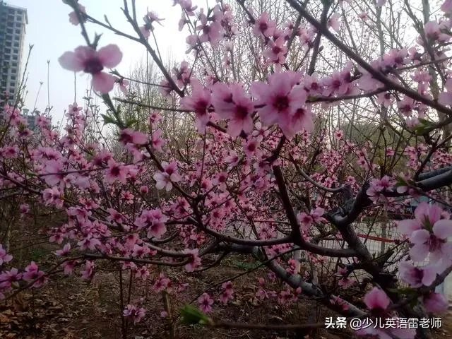 网课存在的问题及对策