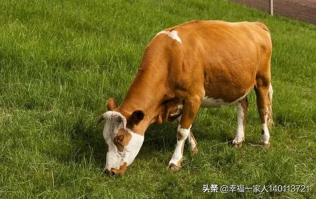 如果我想弄种植业或者养殖业，什么比较有前景？